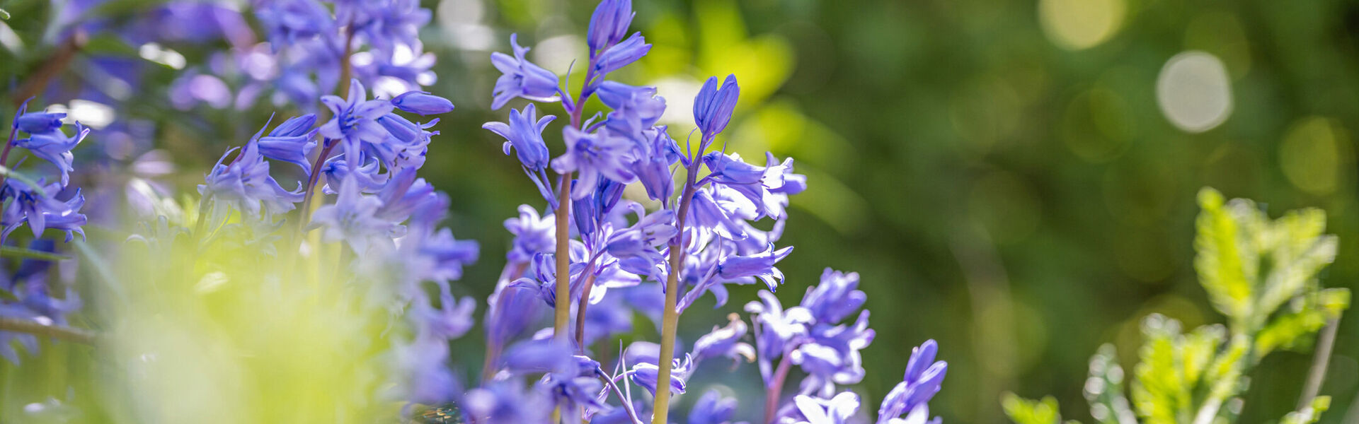 Huis te koop in Waasmunster